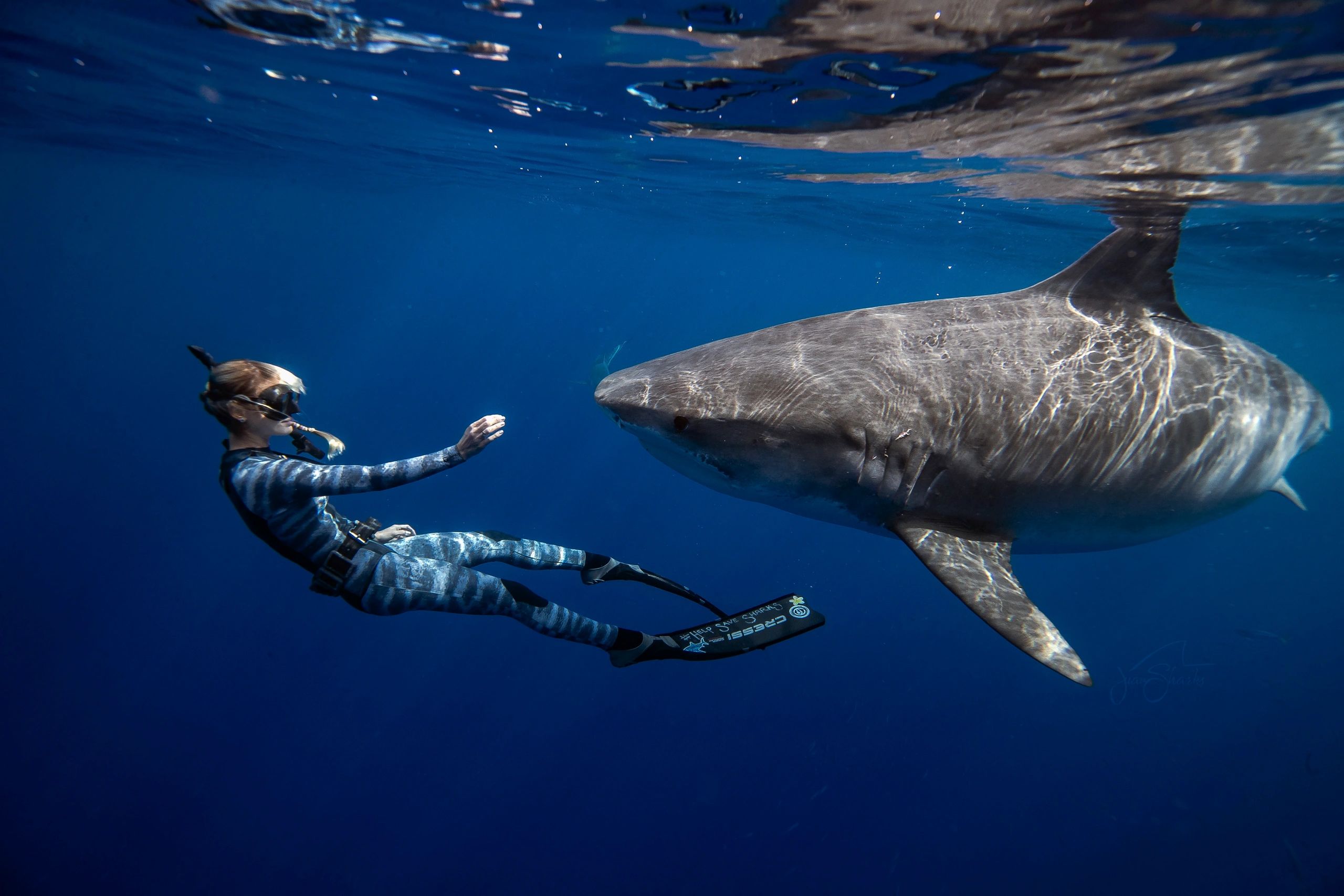 tiger-shark-id-alii-nicloe-aka-nikki-showed-up-today